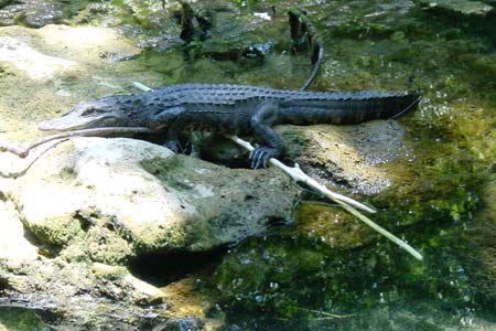Grotduiken in Florida